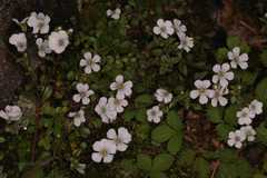 Gypsophila cerastioides